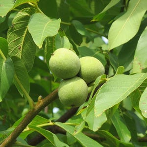 5+ Himalayan Walnut Seeds, Juglans regia, Walnut Tree image 10