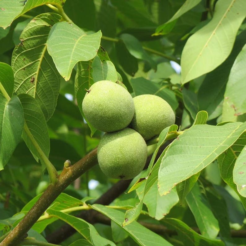 5+ Himalayan Walnut Seeds, Juglans regia, Walnut Tree image 10