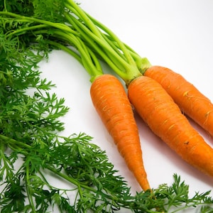 K&ouml;nnte beinhalten: Drei frische orangefarbene Karotten mit langen, leuchtend gr&uuml;nen Blattspitzen. Die Karotten haben eine konische, zylindrische Form mit einer leicht strukturierten Oberfl&auml;che, und das Blattwerk ist dicht, gefiedert und leuchtend gr&uuml;n.