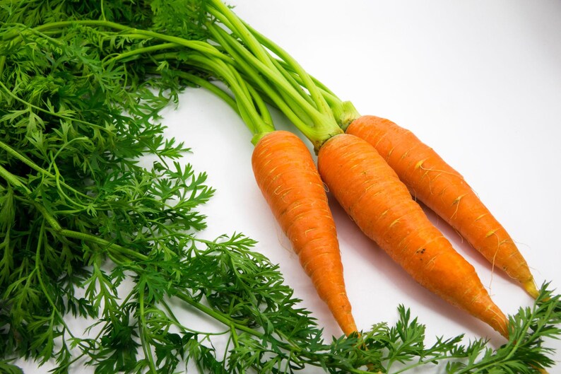 K&ouml;nnte beinhalten: Drei frische orangefarbene Karotten mit langen, leuchtend gr&uuml;nen Blattspitzen. Die Karotten haben eine konische, zylindrische Form mit einer leicht strukturierten Oberfl&auml;che, und das Blattwerk ist dicht, gefiedert und leuchtend gr&uuml;n.