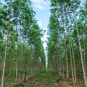 200+ River Red Gum Seeds, Eucalyptus camaldulensis, Shade Tree image 9