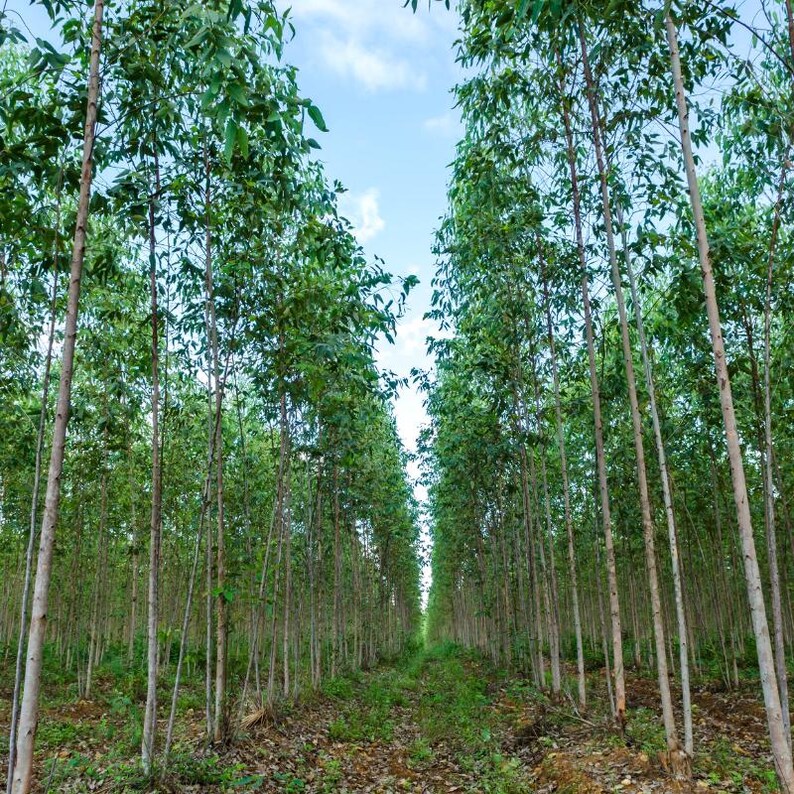 200+ River Red Gum Seeds, Eucalyptus camaldulensis, Shade Tree image 9