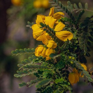 20-70 Kassodboomzaden, Senna siamea, Gele Cassia, Schaduwboom afbeelding 8