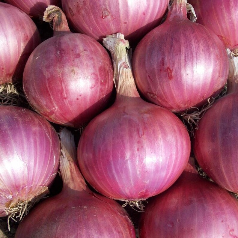 Oltre 50 semi di cipolla rossa selezionati, Allium cepa, cipolla a bulbo rosso, cipolla viola immagine 10