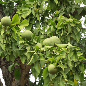 15+ Semi di Aegle marmelos, semi di Bael, semi di alberi da frutto tropicali, semi di frutta e bacche immagine 7