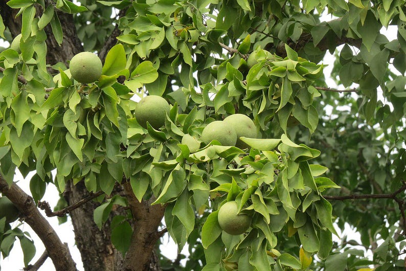 15+ Semi di Aegle marmelos, semi di Bael, semi di alberi da frutto tropicali, semi di frutta e bacche immagine 7