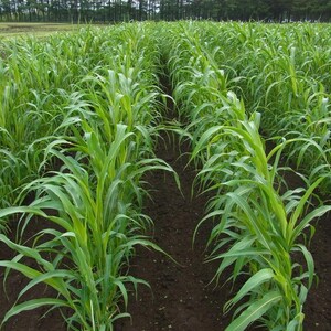 May include: A field of young green corn plants growing in straight, parallel rows. The vibrant green stalks and long, slender leaves emerge from dark, tilled soil, extending toward a distant line of trees under a bright, overcast sky.