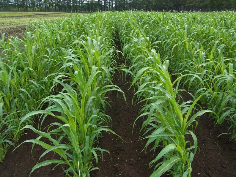 May include: A field of young green corn plants growing in straight, parallel rows. The vibrant green stalks and long, slender leaves emerge from dark, tilled soil, extending toward a distant line of trees under a bright, overcast sky.