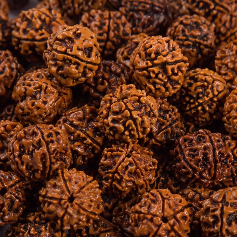 Puede incluir: Una colecci&oacute;n de cuentas rudraksha esf&eacute;ricas de color marr&oacute;n con una superficie profundamente texturizada y arrugada, con surcos verticales distintos y un orificio central. Cada cuenta muestra un aspecto natural y le&ntilde;oso en tonos marrones.