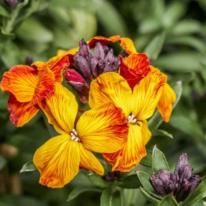 May include: A cluster of wallflowers featuring vibrant yellow and orange petals with deep red streaks, surrounded by dark purple, unopened flower buds and green foliage. The petals display a distinct veined texture and a bright, multi-coloured appearance.