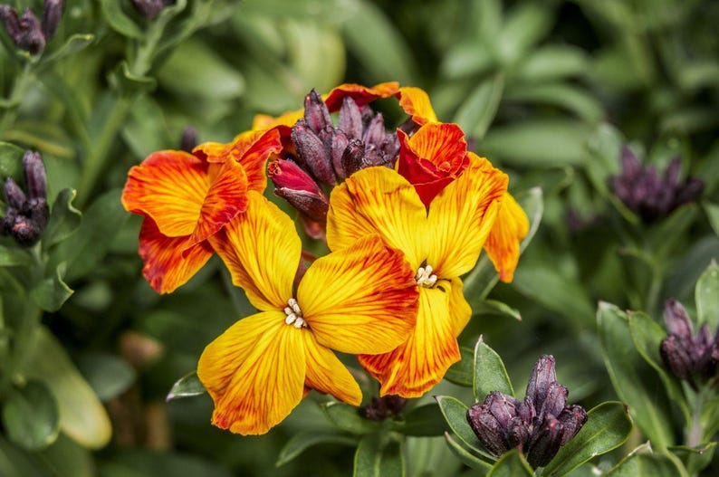 May include: A cluster of wallflowers featuring vibrant yellow and orange petals with deep red streaks, surrounded by dark purple, unopened flower buds and green foliage. The petals display a distinct veined texture and a bright, multi-coloured appearance.