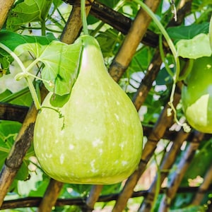 15+ Bottle gourd Lattu Seeds, Cucurbita, Pumpkins, gourds and melons image 9