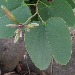 May include: A Bauhinia plant featuring distinctive bilobed, heart-shaped green leaves with a smooth texture and prominent veins. Several slender, elongated, light-coloured flower buds are clustered on a thin stem, showing hints of pinkish tones.