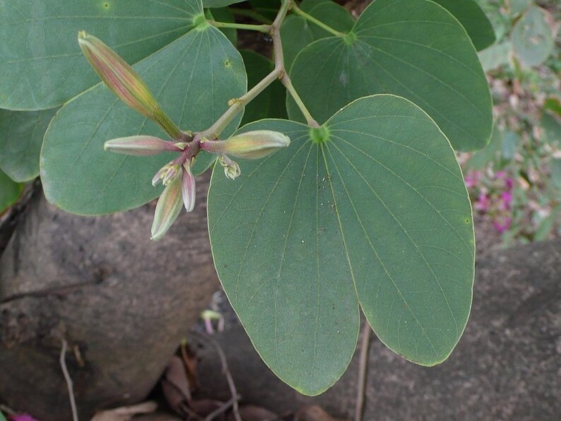 May include: A Bauhinia plant featuring distinctive bilobed, heart-shaped green leaves with a smooth texture and prominent veins. Several slender, elongated, light-coloured flower buds are clustered on a thin stem, showing hints of pinkish tones.