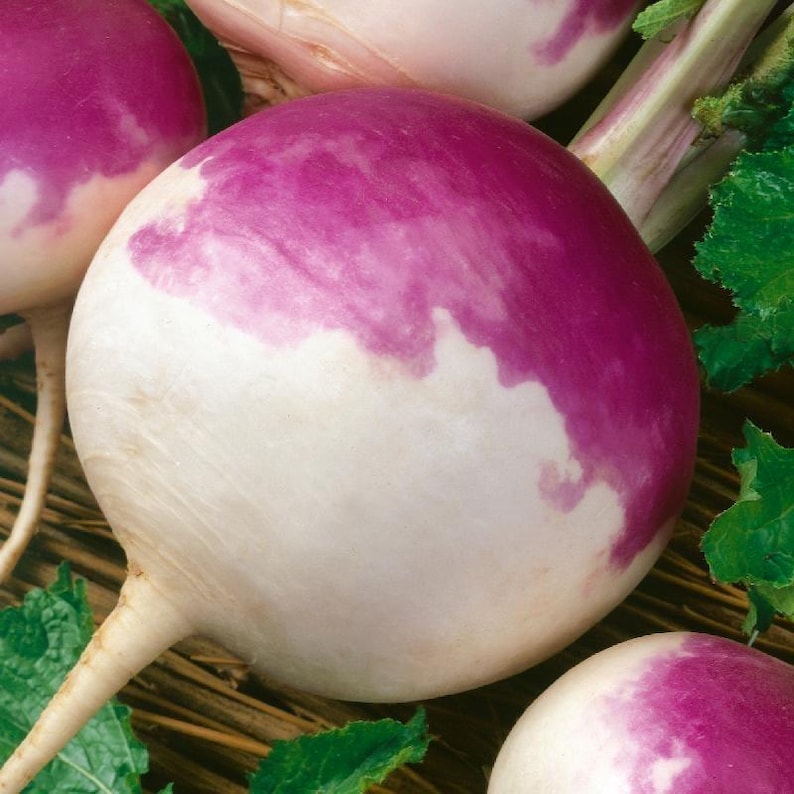 May include: A round turnip with smooth skin that is primarily white with a vibrant purple top section. The vegetable features a thin, tapering root at the bottom and is surrounded by jagged, bright green leaves with visible veins.