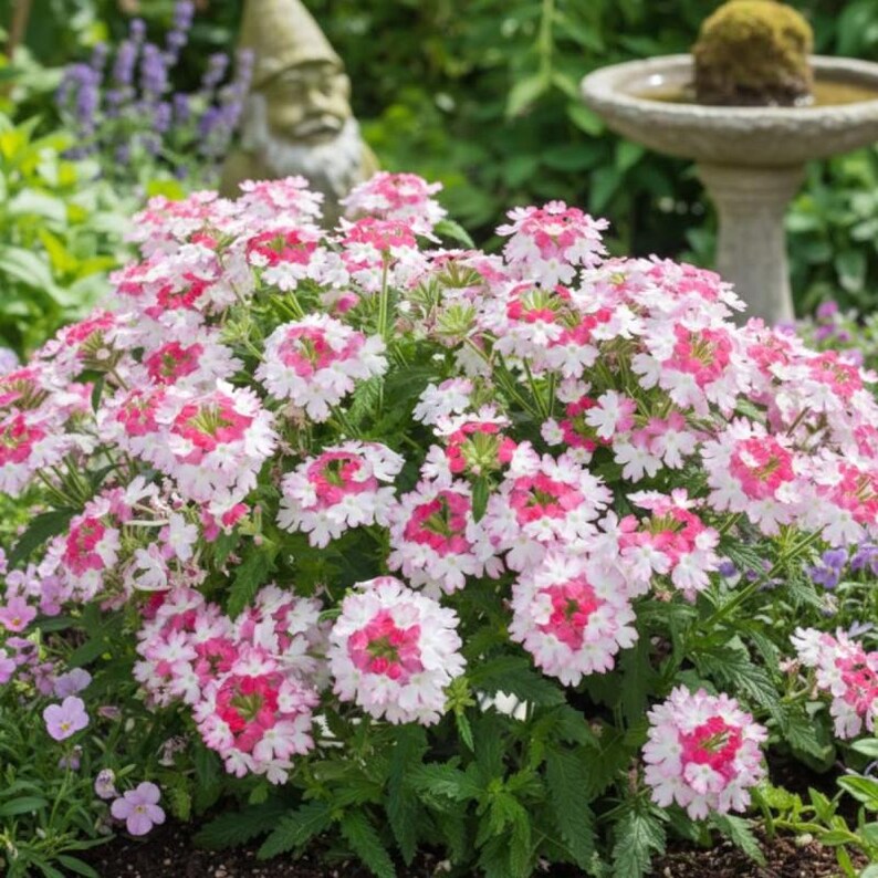 Peut inclure: Un massif de fleurs de verveine compos&eacute; de petites fleurs &agrave; cinq p&eacute;tales avec des bords blancs et des centres rose vif. La plante pr&eacute;sente des feuilles vertes dentel&eacute;es et pousse en un monticule dense et arrondi de fleurs.