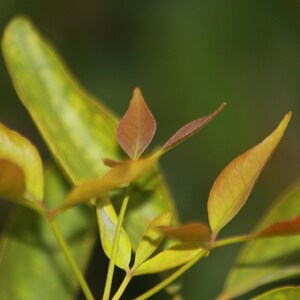 Pu&ograve; includere: Un gruppo di giovani foglie di pianta che mostrano una sfumatura di colori dal giallo-verde vibrante a un caldo bruno-rossastro sulle punte. Le foglie sono appuntite e disposte su steli sottili e chiari, con una consistenza morbida e naturale.