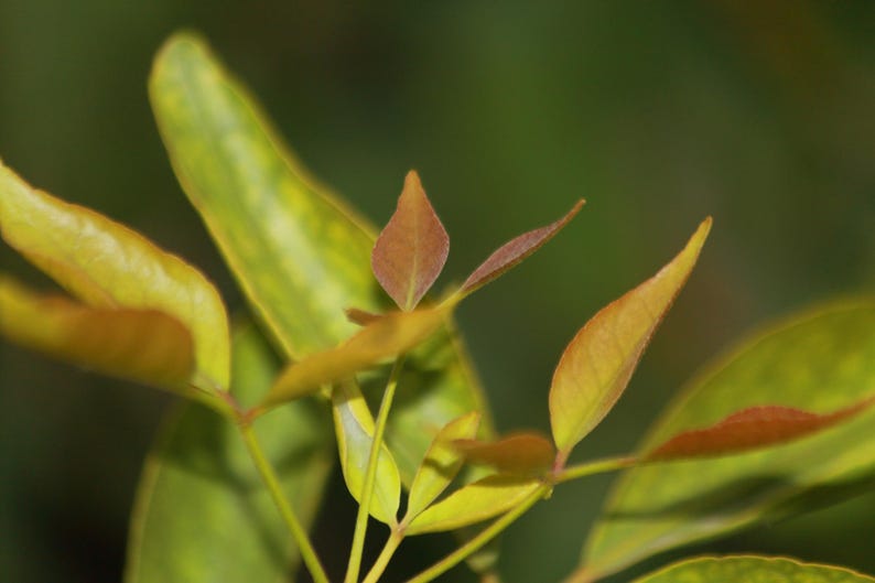 Pu&ograve; includere: Un gruppo di giovani foglie di pianta che mostrano una sfumatura di colori dal giallo-verde vibrante a un caldo bruno-rossastro sulle punte. Le foglie sono appuntite e disposte su steli sottili e chiari, con una consistenza morbida e naturale.