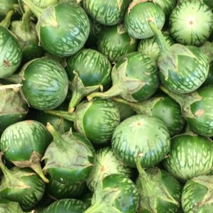 Más de 20 semillas de berenjena sin espinas, Solanum melongena, berenjena morada. imagen 8