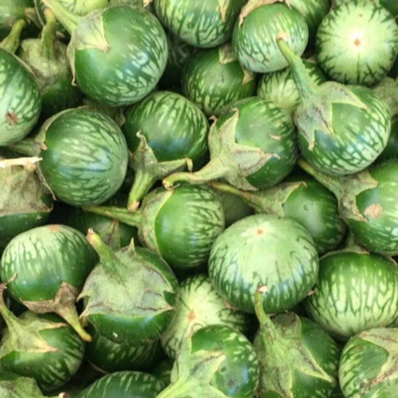 Más de 20 semillas de berenjena sin espinas, Solanum melongena, berenjena morada. imagen 8