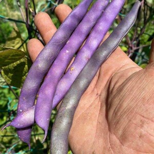May include: Four long, slender purple beans with a smooth, slightly curved texture. The beans exhibit a deep violet hue that transitions into a lighter, dusty lavender shade toward the tips, showcasing a natural, elongated pod structure.