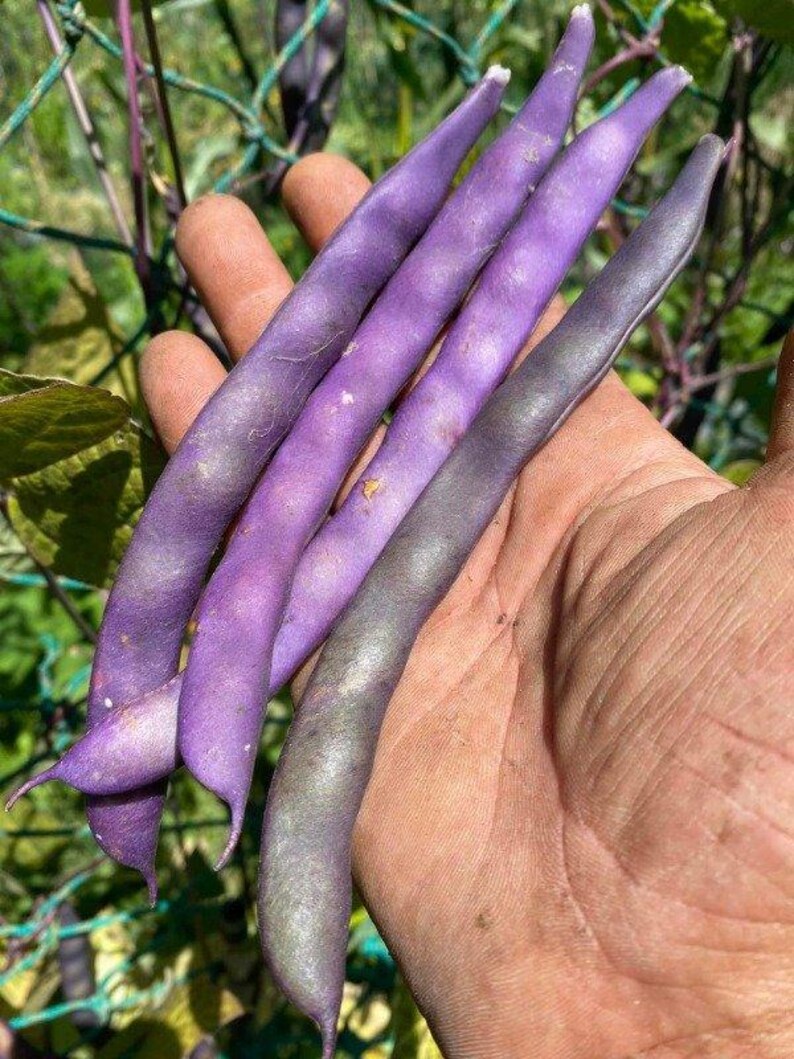 May include: Four long, slender purple beans with a smooth, slightly curved texture. The beans exhibit a deep violet hue that transitions into a lighter, dusty lavender shade toward the tips, showcasing a natural, elongated pod structure.