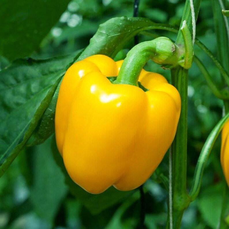 Más de 10 semillas de pimiento amarillo dulce, Capsicum annuum, pimiento morrón amarillo, pimiento dulce suave. imagen 2