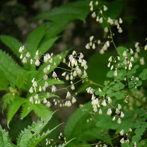20+ Thalictrum foliolosum Frön, Mamera, Lövängsruta, Skogsmarksperenn bild 7