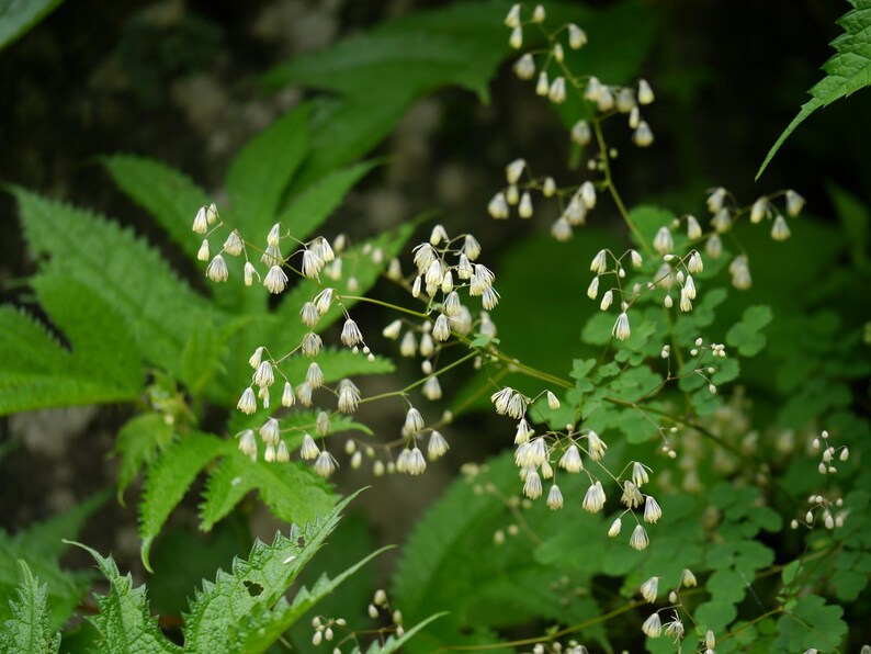 20+ Thalictrum foliolosum Frön, Mamera, Lövängsruta, Skogsmarksperenn bild 7