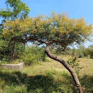Puede incluir: Un &aacute;rbol con un tronco curvado de color marr&oacute;n oscuro y ramas cubiertas de peque&ntilde;as flores de color amarillo vibrante y follaje verde. El &aacute;rbol se encuentra en un campo de hierba bajo un cielo azul claro, con otros &aacute;rboles y arbustos al fondo.