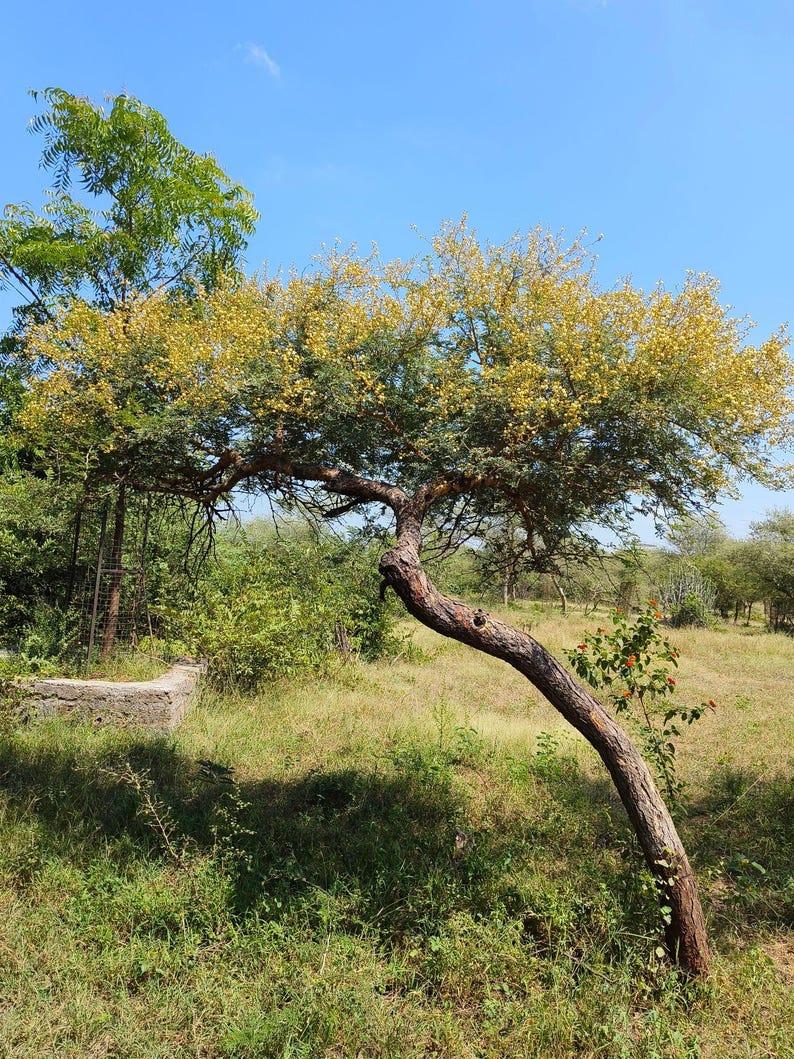 Puede incluir: Un &aacute;rbol con un tronco curvado de color marr&oacute;n oscuro y ramas cubiertas de peque&ntilde;as flores de color amarillo vibrante y follaje verde. El &aacute;rbol se encuentra en un campo de hierba bajo un cielo azul claro, con otros &aacute;rboles y arbustos al fondo.