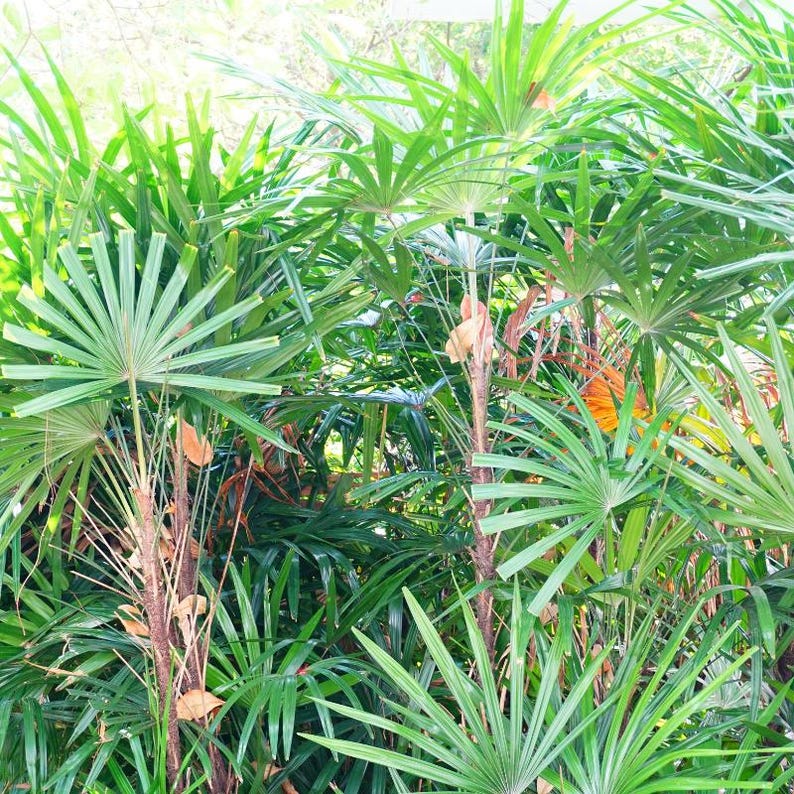 5-10 Chinese Fan Palm Seeds, Livistona chinensis, Fountain Palm image 5
