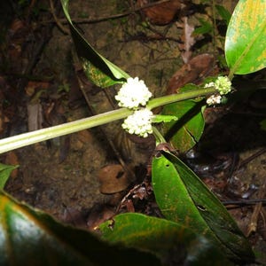 Oldenlandia Frön – Sällsynt Botanisk Vildblomma, Stjärnliknande Blommor (20-50 Styck) bild 5