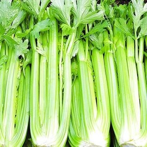 Pu&ograve; includere: Un gruppo di gambi di sedano freschi caratterizzati da lunghi steli costolati di colore verde chiaro e foglie verde brillante. I gambi sono disposti verticalmente, mostrando la loro consistenza croccante e le variazioni di colore naturale dalle basi bianco pallido alle foglie verdi.