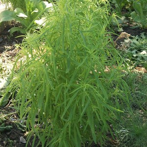 Más de 100 semillas de Kochia Childsii, Bassia scoparia, arbusto híbrido, follaje ornamental. imagen 10