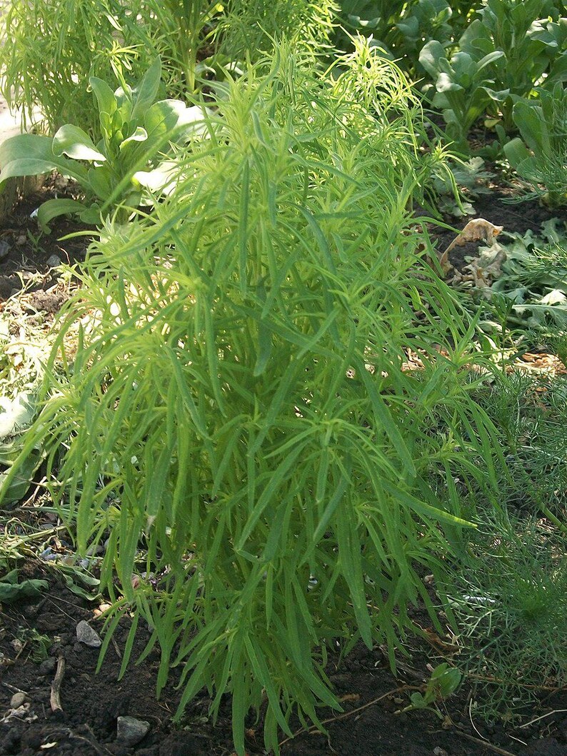 Más de 100 semillas de Kochia Childsii, Bassia scoparia, arbusto híbrido, follaje ornamental. imagen 10