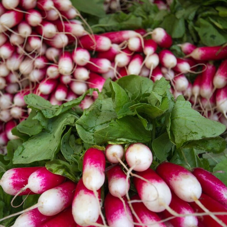 Über 100 Samen der chinesischen Rosenrettichsorte Raphanus sativus (Rosa Rettich), Wurzelgemüse Bild 3