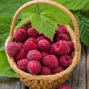 Peut inclure: Un panier en bois tress&eacute; rempli de framboises rouges fra&icirc;ches et m&ucirc;res. Le panier est dot&eacute; d'une anse incurv&eacute;e et est surmont&eacute; d'une feuille de framboisier vert vif. Deux framboises suppl&eacute;mentaires reposent sur la surface en bois devant le panier.