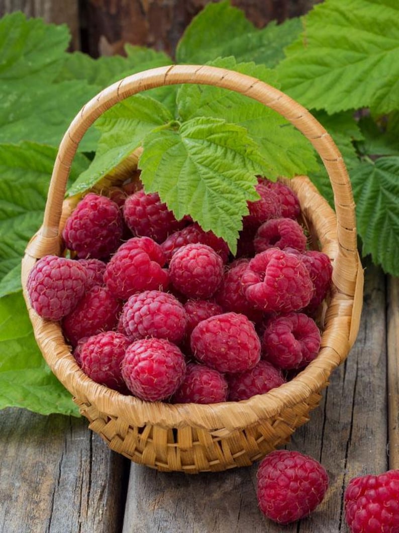 Peut inclure: Un panier en bois tress&eacute; rempli de framboises rouges fra&icirc;ches et m&ucirc;res. Le panier est dot&eacute; d'une anse incurv&eacute;e et est surmont&eacute; d'une feuille de framboisier vert vif. Deux framboises suppl&eacute;mentaires reposent sur la surface en bois devant le panier.