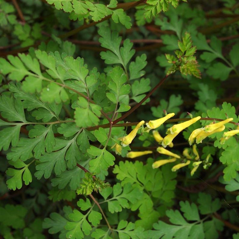 30-60 Golden Corydalis Seeds, Corydalis aurea, Golden Smoke Wildflower, Yellow Blooms image 6