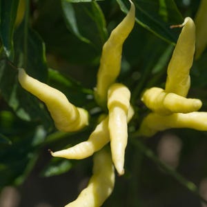 50+ Yellow chili pepper Seeds, Capsicum frutescens, Peppers image 7