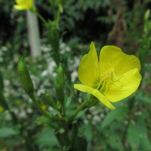 Über 100 Nachtkerzensamen (Oenothera) Bild 8