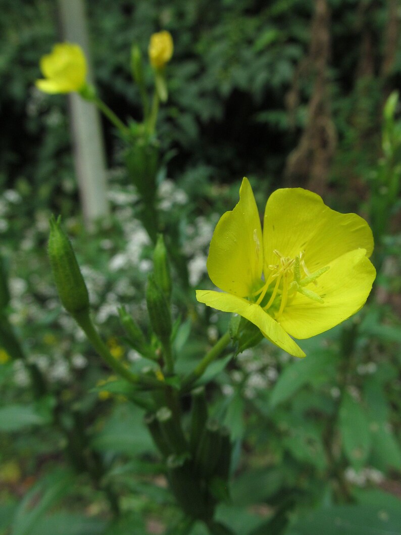 Über 100 Nachtkerzensamen (Oenothera) Bild 8