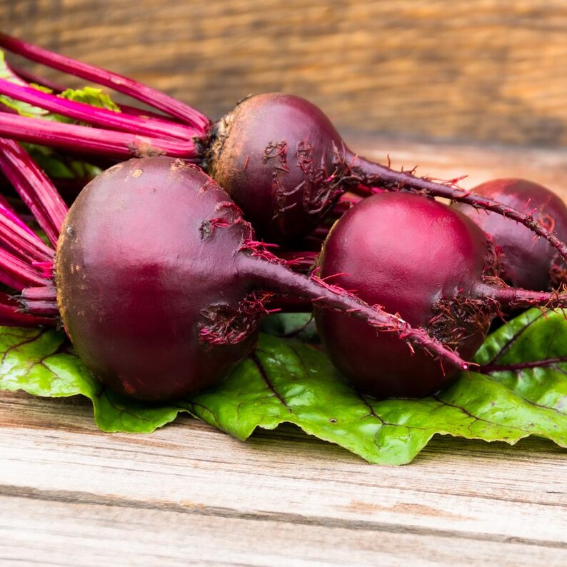 Über 100 Samen der Sorte Rosy Red 555 Rote Bete (Beta vulgaris), Wurzelgemüse Bild 7