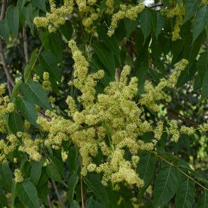 15-45 semillas de Maharukh, Ailanthus excelsa, Mahaneem, árbol de sombra imagen 7
