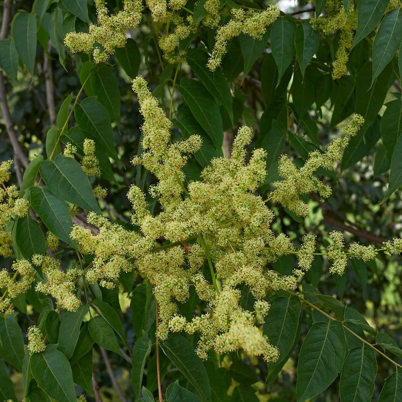 15-45 semillas de Maharukh, Ailanthus excelsa, Mahaneem, árbol de sombra imagen 7