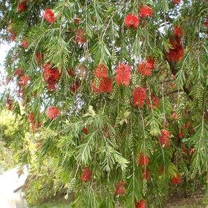 100-300 Samen der Trauer-Zylinderbürste (Melaleuca viminalis, Callistemon viminalis, Rote Zylinderbürste), 100+ Samen Bild 9
