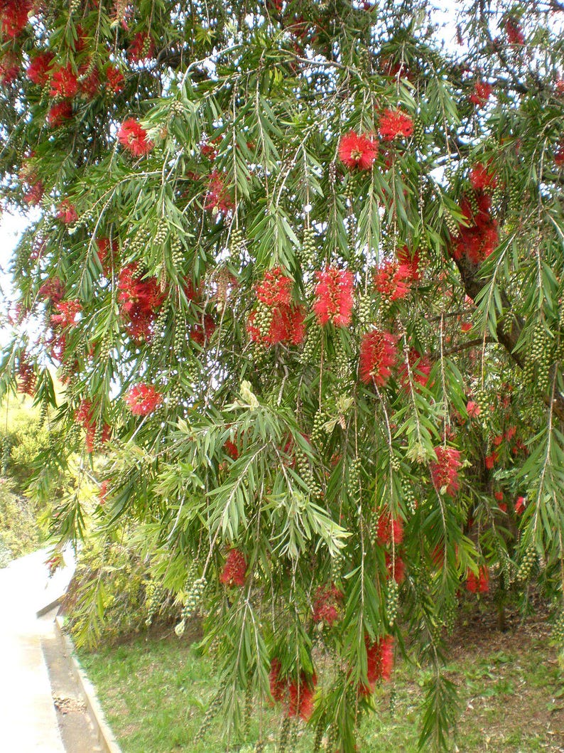 100-300 Samen der Trauer-Zylinderbürste (Melaleuca viminalis, Callistemon viminalis, Rote Zylinderbürste), 100+ Samen Bild 9