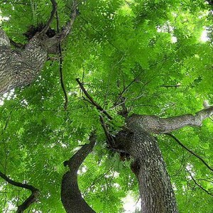 Op de afbeelding: Een kikvorsperspectief van twee grote, getextureerde bruine boomstammen die omhoog reiken in een dicht bladerdak van levendig groene bladeren. De ruwe, gegroefde schors van de bomen contrasteert met het heldere, weelderige gebladerte.