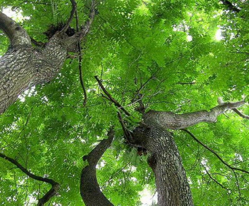 Op de afbeelding: Een kikvorsperspectief van twee grote, getextureerde bruine boomstammen die omhoog reiken in een dicht bladerdak van levendig groene bladeren. De ruwe, gegroefde schors van de bomen contrasteert met het heldere, weelderige gebladerte.